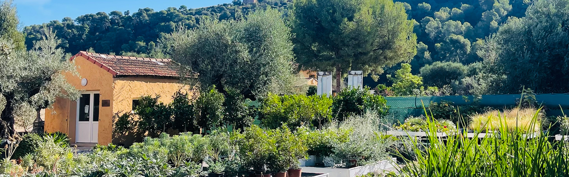 Vue de la pepiniere